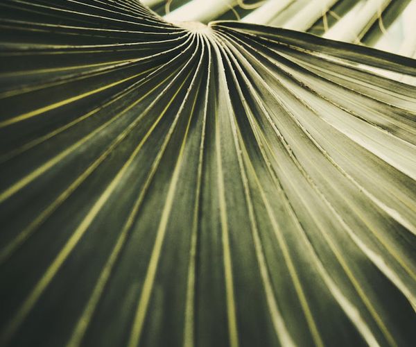 Organic textures and light patterns on a green background